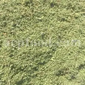 Buy dried Marjoram. Marjoram for sale. Bulk Marjoram. Marjoram seeds for sale. Dried leaves of wild Marjoram in bulk. Bulk Origanum majorana. Buy Marjoram Origanum majorana.