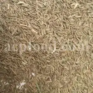 Whole Cumin seeds for sale. Bulk Cumin. Cumin seeds price. Buy Cumin seeds. Cumin seeds for sale. Cumin seeds near me. Bulk Cumin seeds. White Cumin seeds wholesale price. Buy black and white Cumin seeds. White Jeera price. Where to buy Cumin seed.