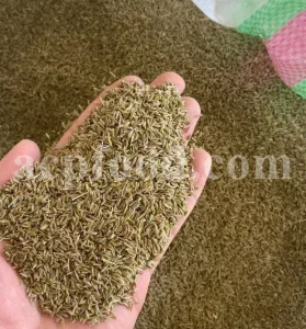 Whole Cumin seeds for sale. Bulk Cumin. Cumin seeds price. Buy Cumin seeds. Cumin seeds for sale. Cumin seeds near me. Bulk Cumin seeds. White Cumin seeds wholesale price. Buy black and white Cumin seeds. White Jeera price. Where to buy Cumin seed.