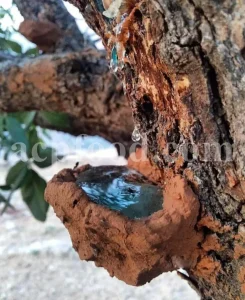 High Quality Pistacia atlantica resin for sale. Bulk mt Atlas Mastic tree resin. Buy Mount Atlas Mastic resin. Atlantic Mastic tree resin wholesale price. Turpentine tree sap buy.