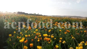 Buy Calendula. Calendula for sale. Bulk dried Calendula petals. Dried Marigold wholesale price. Calendula flowers dried bulk. Calendula officinalis price. Calendula officinalis orange king for sale.