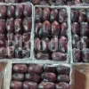 Mazafati Date 30 MT Available - New Stock Information and Price from ACPFOOD