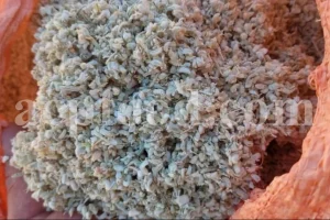 Teucrium stocksianum dried herb New Stock Information and Price from ACPFOOD - May 2025