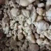 It is 2025 Gum Ammoniac Harvest Time - Best Price of Iranian White Dorema Premium Quality
