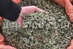 Horse Mint New Stock Information and Price from ACPFOOD - May 2025