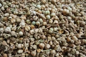 Wild Rue (Ispand) New Stock Information and Price from ACPFOOD - May 2025