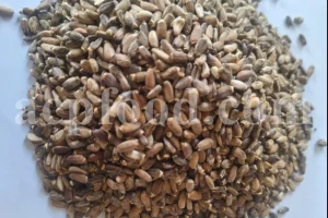 Milk Thistle seeds New Stock Information and Price from ACPFOOD - June 2025