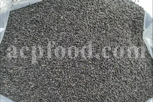 Bulk Ocimum album Basil Seeds (Tokhme Sharbati) – High Quality Iranian Export Grade