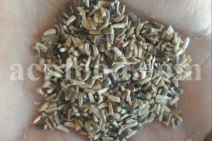 Bulk Chicory Seed (Cichorium intybus L.) for Export