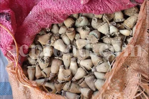Dried Common Poppy Seed Pods (Papaver rhoeas L.) in bulk packaging, ready for export and industrial use.