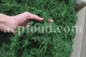Bulk dried dill leaves (Anethum graveolens L.) with vibrant green color and strong aroma, ready for export from Iran.
