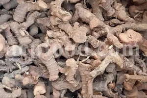 Dried Greater Galangal Root – Bulk Export from Iran