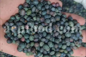 Bulk Wild Pistachio Seeds – Pistacia atlantica, khinjuk, terebinthus – Export Quality