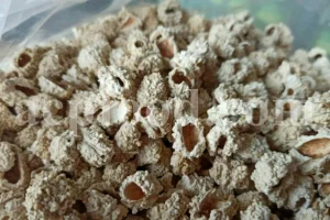 High-quality dried Trehala Manna granules from Echinops pungens Trautv. – Bulk export by ACPFOOD