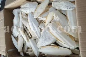 Natural dried cuttlebones (Sepia spp.) sustainably collected from shores – bulk supply for pet care, aquariums, and crafts.