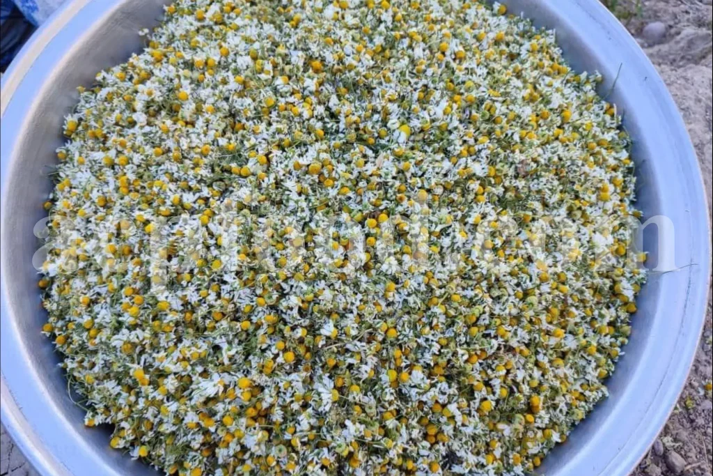 Dried Chamomile flowers (Matricaria chamomilla L.) for herbal tea and medicinal use in the UK.