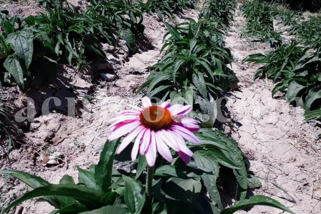 Echinacea (Echinacea purpurea L.) – popular medicinal herb in the UK for immunity and traditional remedies.
