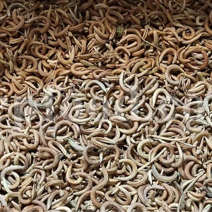 Bulk Astragalus hamosus pods for export, showing whole dried curved pods