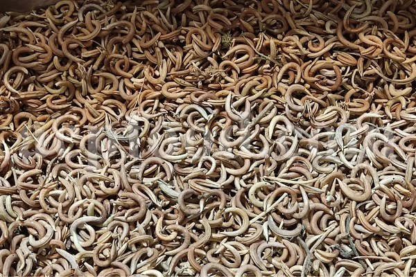 Bulk Astragalus hamosus pods for export, showing whole dried curved pods