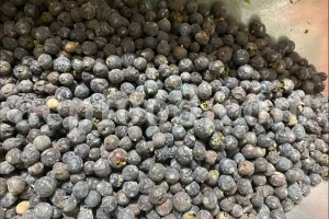 Bulk dried juniper berries for wholesale supply – Juniperus communis L.
