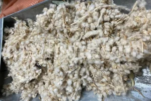 Dried Felty Germander (Teucrium polium L.) in bulk packaging, premium medicinal herb ready for export worldwide