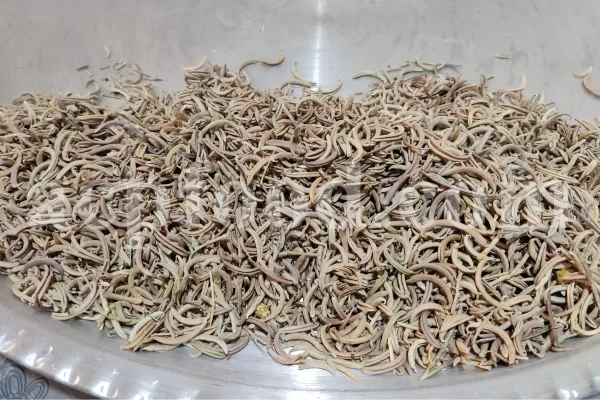 Dried fruit pods of hook-pod milk-vetch