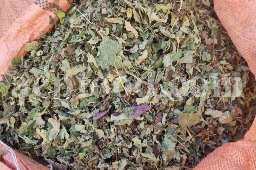 natural dried lemon balm leaves ready for international shipment