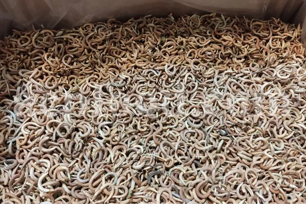 Whole Nakhonak pods after drying