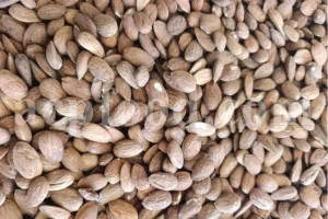 Premium Iranian Almond Kernel (Prunus dulcis) in 10 Kg carton boxes for industrial use and export.