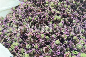 Bulk dried Echinacea purpurea herb from Iran, high-quality medicinal herb