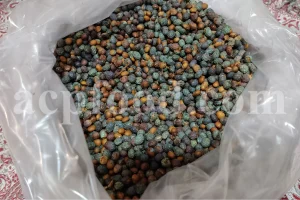 High-quality Wild Pistachio Seeds (Pistacia atlantica Desf.) ready for bulk export.