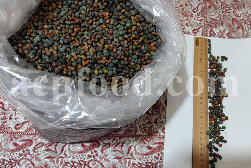 Wild Pistachios (Pistacia atlantica seeds) bulk supplier for the UK market