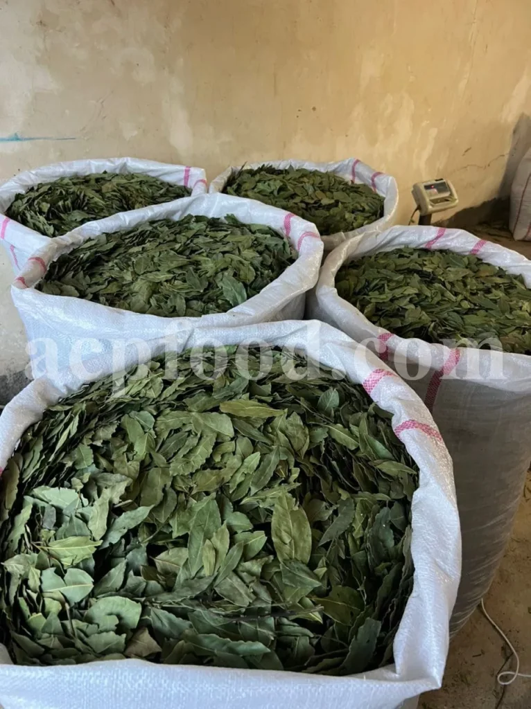 Bay Leaves (Laurus nobilis L.) – traditional and modern uses of medicinal herbs in the UK, showing dried aromatic leaves used in herbal medicine, teas, cosmetics, and nutraceuticals.