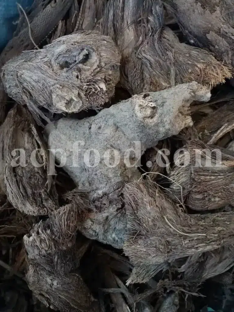 Burdock root (Arctium lappa L.) – traditional and modern uses of medicinal herbs in the UK, showing dried sliced roots used in herbal medicine and cosmetics.