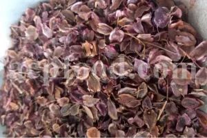 Premium Chinese rhubarb dried flowers prepared for pharmaceutical and industrial applications