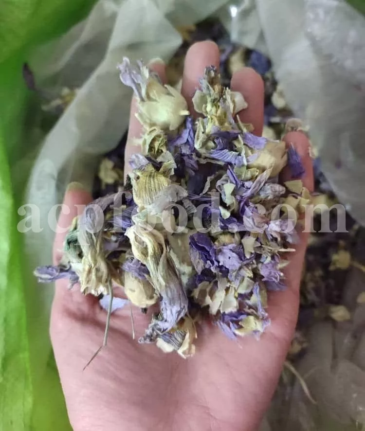 Common Marshmallow Flowers (Althaea officinalis L.) – Traditional and Modern Uses of Medicinal Herbs in the UK