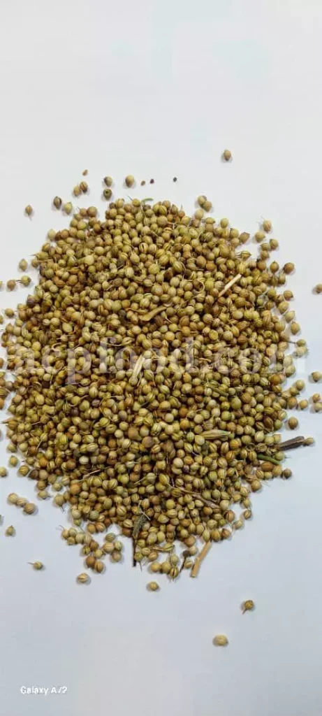 Coriander seeds (Coriandrum sativum L.) – traditional and modern uses of medicinal herbs in the UK, showing dried seeds used in herbal medicine, nutraceuticals, and cosmetics.