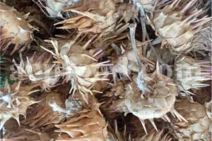 Bulk dried artichoke fruit (Cynara scolymus L.) packed for wholesale supply by ACPFOOD.
