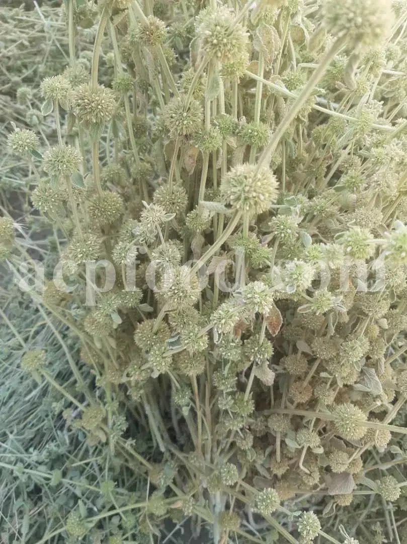 Horehound Flowers (Marrubium vulgare L.) – traditional and modern uses of medicinal herbs in the UK, used in herbal teas and botanical extracts for natural wellness.
