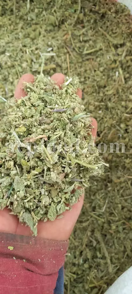 Horehound Leaves (Marrubium vulgare L.) – traditional and modern uses of medicinal herbs in the UK, valued in British herbal traditions and modern botanical extracts.