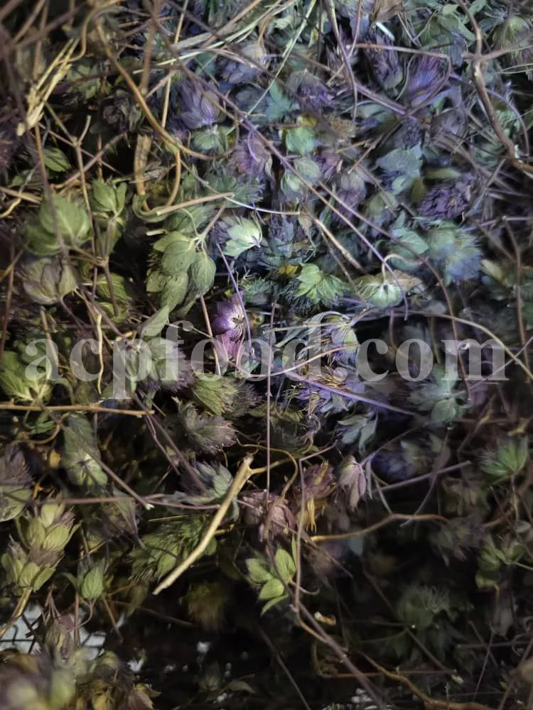 Hyssop herb (Hyssopus officinalis L.) – traditional British medicinal plant used in herbal teas and natural remedies in the UK