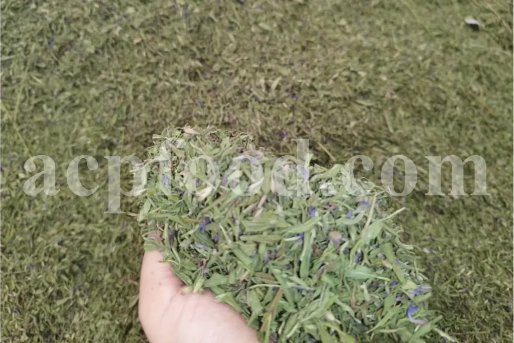 Dried Hyssop herb supplied in bulk by UK botanical wholesaler for pharmaceutical and nutraceutical industries