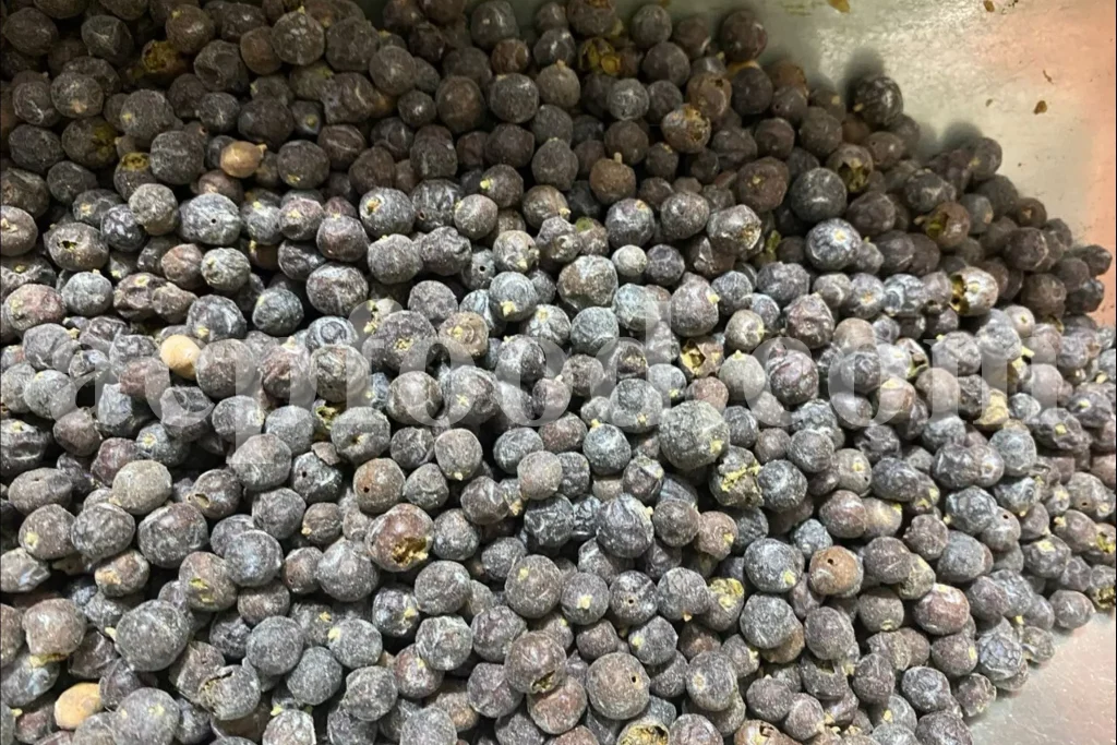 Juniper berries (Juniperus communis L.) – traditional and modern uses of medicinal herbs in the UK, showing dried berries used in herbal medicine, cosmetics, and nutraceuticals.