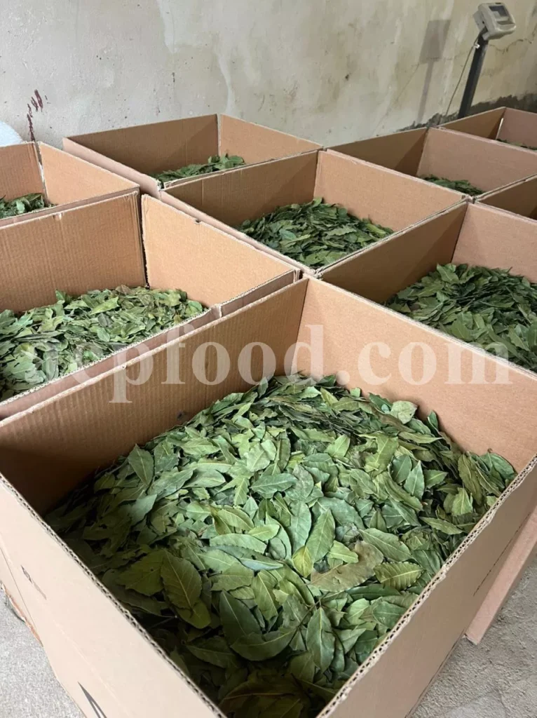 Laurus nobilis bay leaves – illustrating the traditional and modern uses of medicinal herbs in the UK across culinary, cosmetic, and pharmaceutical applications.