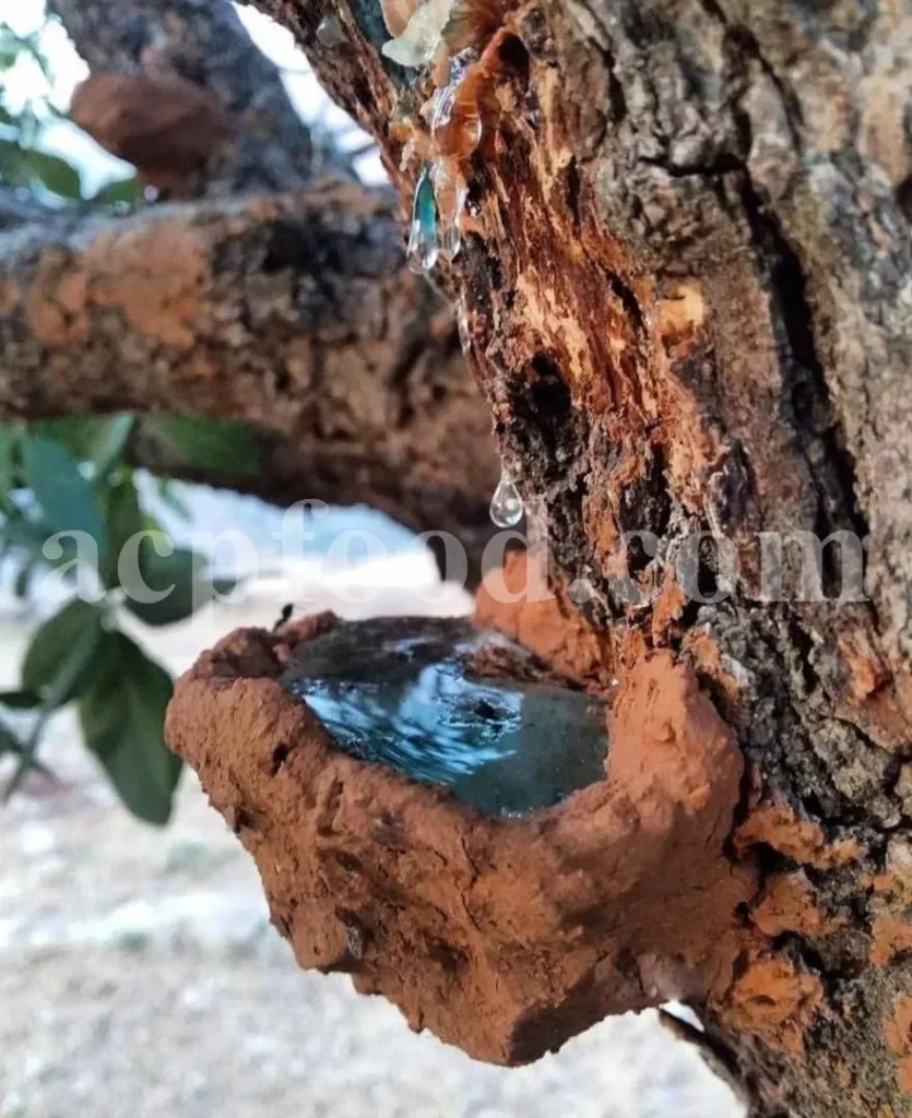 Persian Turpentine Resin (Pistacia atlantica Desf.) used in traditional and modern British herbal medicine and natural remedies