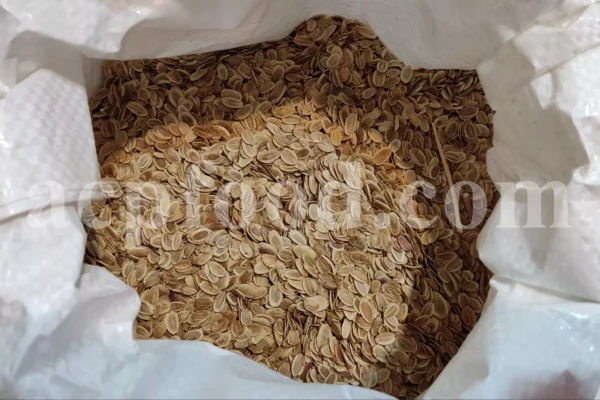 Asafoetida seeds supplied by ACPFOOD
