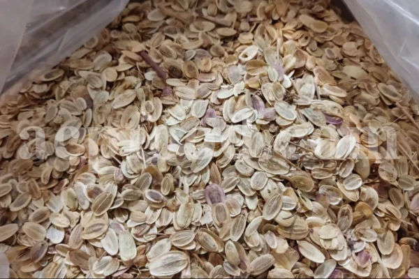 Asafoetida seeds for export