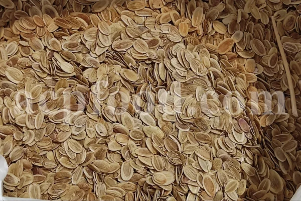 Asafoetida seeds shown by ACPFOOD