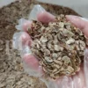 Ammoniacum seed material
