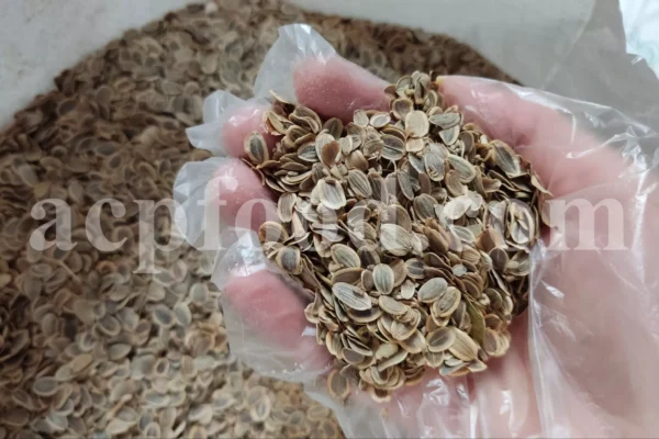 Ammoniacum seed material